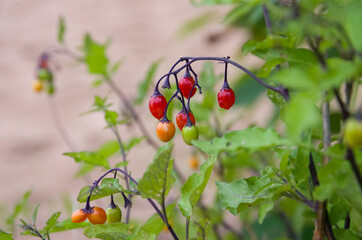 bittersweet, bittersweet nightshade, bitter nightshade, blue bindweed, Amara Dulcis, Паслен...