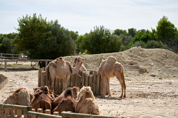 Dromedary in the sauvage wild