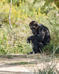 Chimpanzee in the sauvage wild