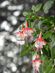 Beautiful bunch of a blooming pink and white fuchsia flowers over natural gray backdrop. Flower...