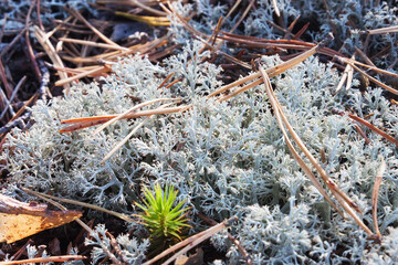 Moss in the forest.
