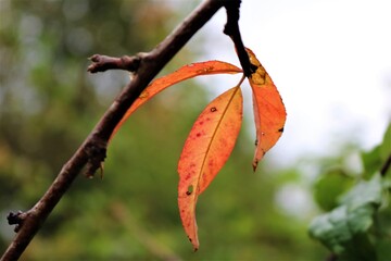 Orange leaf