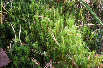 Moss in the forest.
