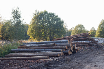 Fototapeta na wymiar Logs on the sawmill.