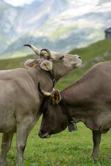 Kühe auf der Almweide