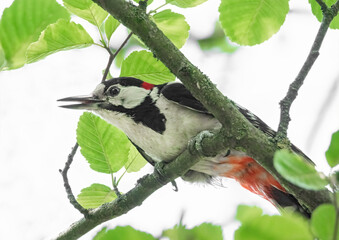 Buntspecht im Baum