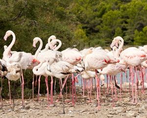 Flemish in the sauvage wild