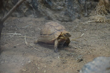 Land Tortoise walking in Sand
