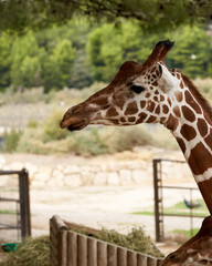 Giraffe in the sauvage wild