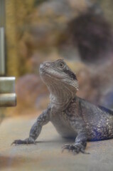 Obraz premium Closeup of a Water Dragon sitting on a rock