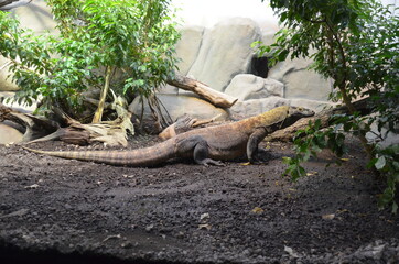 Komodo Dragon, the largest lizard in the world