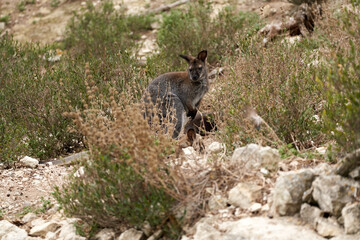 Kangaroo in the sauvage wild