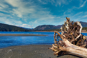 Fototapeta na wymiar Huge bitten tree trunk washed up on a beach, Vacouver Islands, British Columbia, Canada
