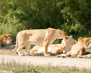 Lions in the sauvage wild