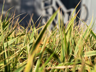 The last green grass of the passing summer