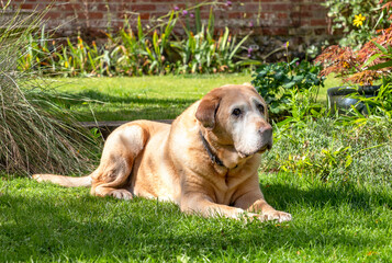 An elderly Golden Retriever lays in the garden, taking advantage of the warm English summer weather.