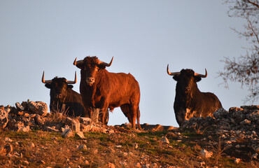 toros bravos en el campo