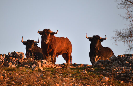 toros bravos en el campo