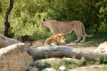 Lions in the sauvage wild