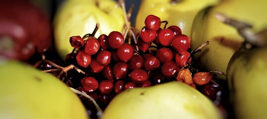 Viburnum red berries branches against blurred apples elegant autumn ripe fruits vintage style still life, selective focus