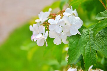 Beautiful blooming viburnum bush with tiny white flowers and fragility buds on blurred background, selective focus. 