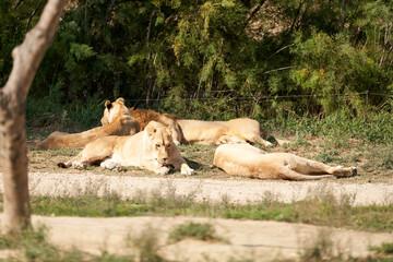 Lions in the sauvage wild