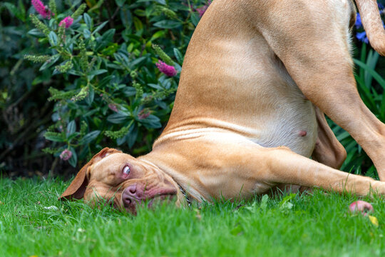 Mabel, an 18-month old Dogue de Bordeaux (French Mastiff)  is seemingly freaked out by a fallen apple, pully an hilarious face as she looks at it.