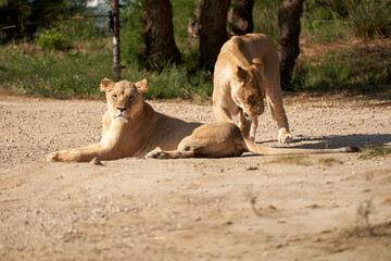 Lions in the sauvage wild