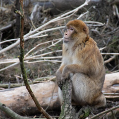 

macaque on a stump among the branches in the in the zoo
