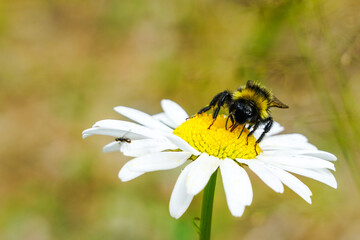 bumble bee sucks flower nectar from daisies