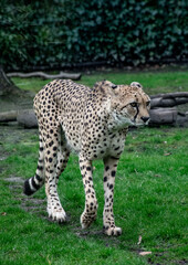 Beautiful cheetah (Acinonyx jubatus) in Belgian zoo of Planckendael
