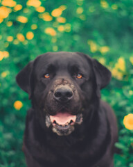 Fototapeta premium dog in the grass