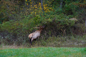 Large bull elks eating off an apple tree. Pennsylvania wild elk herd. Fall foliage.