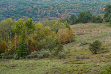 A herd of cow elk are being pushed by a bull elk in the distance in the mountains of Pennsylvania. Pennsylvania wild elk herd. October, fall foliage.