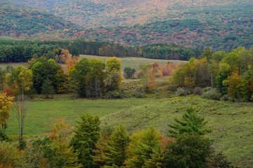 Fototapeta na wymiar A herd of cow elk are seen a distance in the mountains of Pennsylvania. Pennsylvania wild elk herd. October, fall foliage.