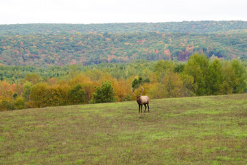 Fototapeta premium Large bull elk standing in an open field. Surrounded by beautiful mountains with colorful fall foliage. Pennsylvania wild elk herd.