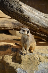 Portrait of Meerkat Suricata suricatta