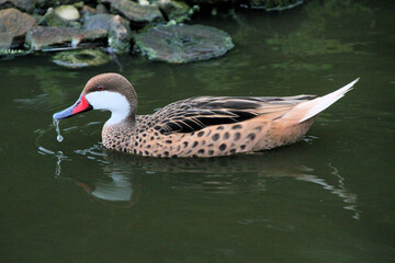 A Cape Teal on the water