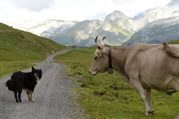 K&uuml;he auf einer Alm