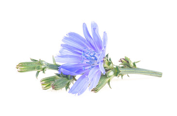 Wild chicory flower on stem isolated on a white background. Cichorium intybus. Medicinal herbs. Coffee alternative.