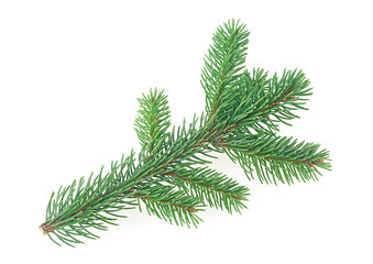 Green fir branch isolated on a white background. Pine tree branch. Christmas Tree.