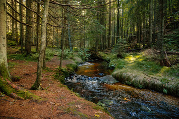 Mountain stream in the Bohemian Forest, Sumava national park, Nova Pec, Czech Republic