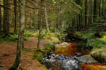 Mountain stream in the Bohemian Forest, Sumava national park, Nova Pec, Czech Republic