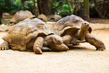 Aldabra-Riesenschildkröten endemische Art - eine der größten Schildkröten der Welt im Zoo und Naturpark auf der Insel Mauritius. Riesige exotische Reptilien Porträtaufnahme. 
