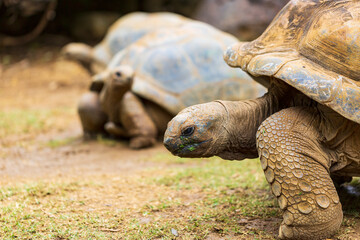 La Vanille Réserve des Mascareignes, Schildkröten