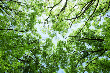 Obraz premium 新緑の木々