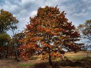 Fototapeta na wymiar Autumn tree colors under clouds