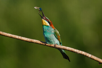 European bee-eater, Merops apiaster. The most colorful bird of Eurasia. the moment of eating prey