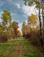 A path through autumn colored trees