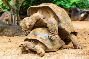 Fototapeta premium Paar Aldabra-Schildkröten die größten Schildkröten der Welt im Naturpark auf der Insel Mauritius. Riesige exotische Reptilien im Rivière des Anguilles.